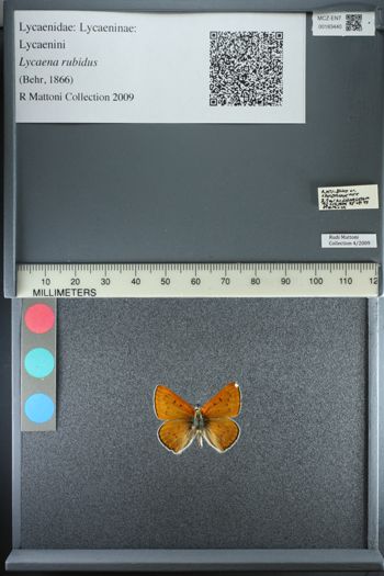 Media type: image;   Entomology 183440